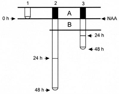 Auxin Modulated Initiation of Lateral Roots Is Linked to Pericycle Cell Length in Maize